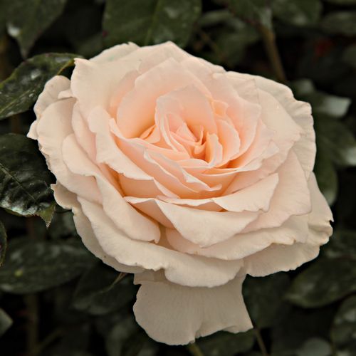 Vendita, rose rose floribunde - bianco - Rosa Poustinia™ - rosa intensamente profumata - Jozef Orye - ,-